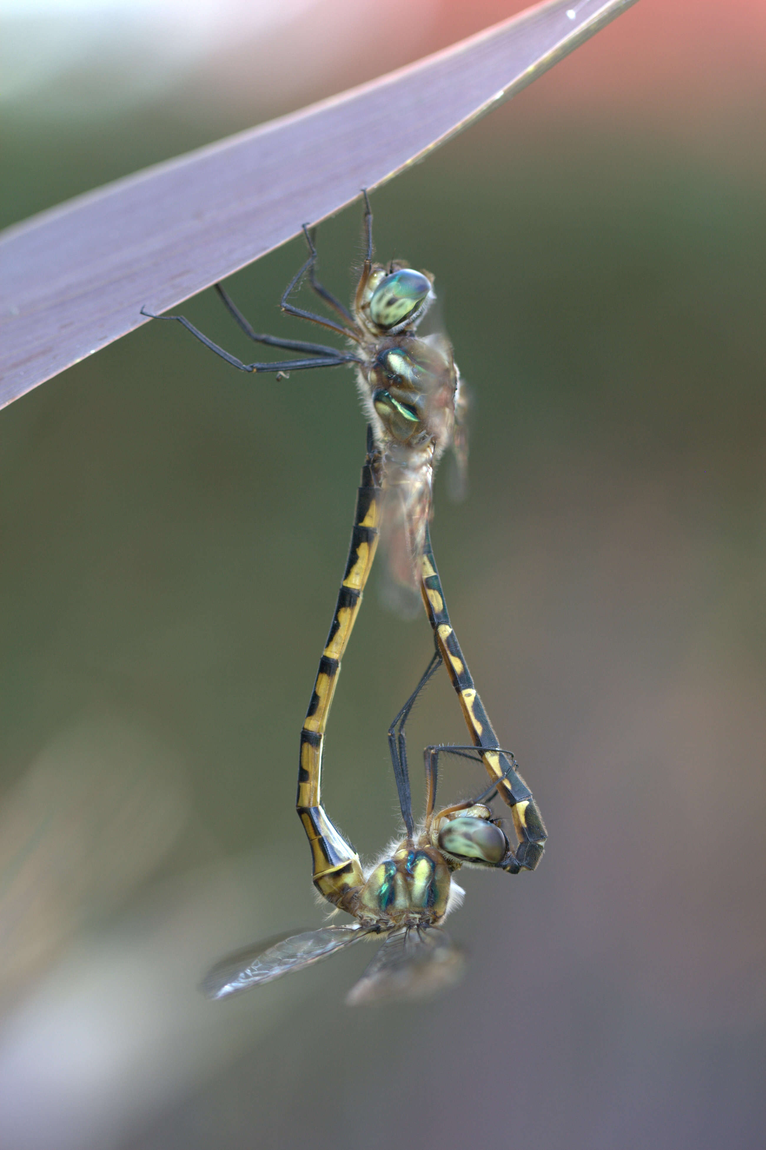 Image of Sentry Dragonfly