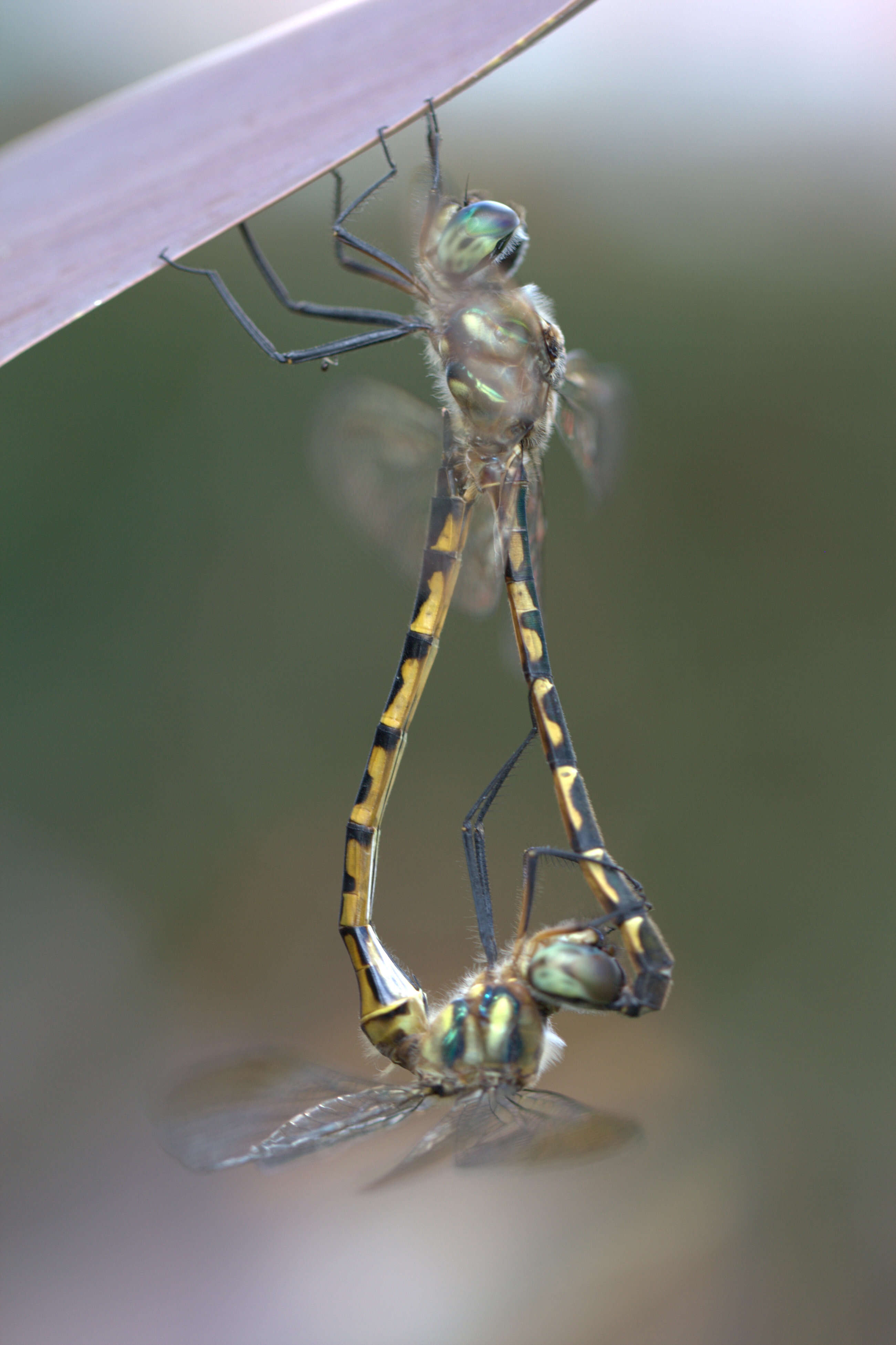 Sivun Hemicordulia australiae (Rambur 1842) kuva