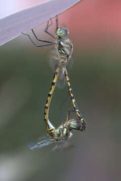 Image of Sentry Dragonfly