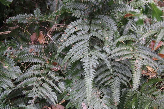 Image of East Indian hollyfern