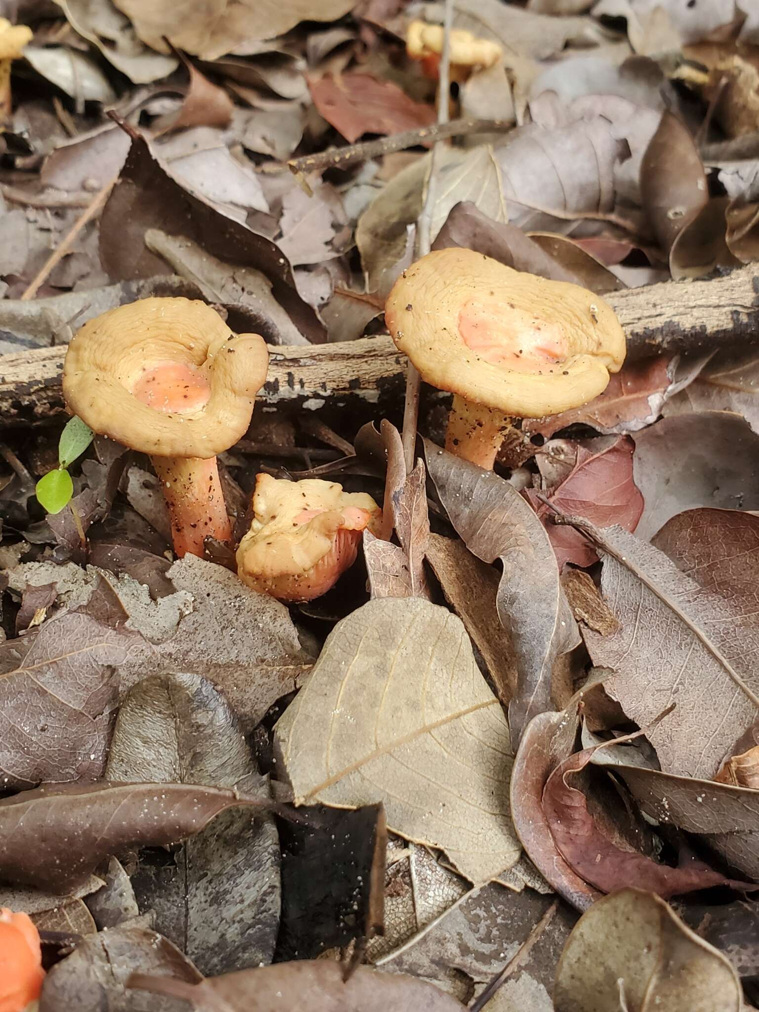 Image of Cantharellus coccolobae Buyck, P. A. Moreau & Courtec. 2016