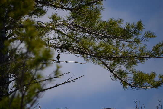 Image of Pine Warbler