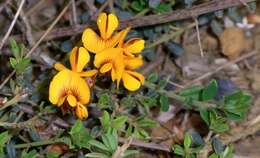 Image of Pultenaea stricta Sims