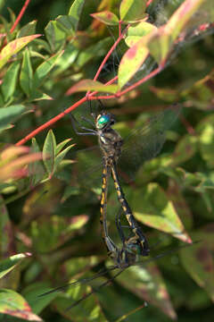 Image of Sentry Dragonfly