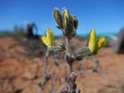 Image of Melolobium aethiopicum (L.) Druce