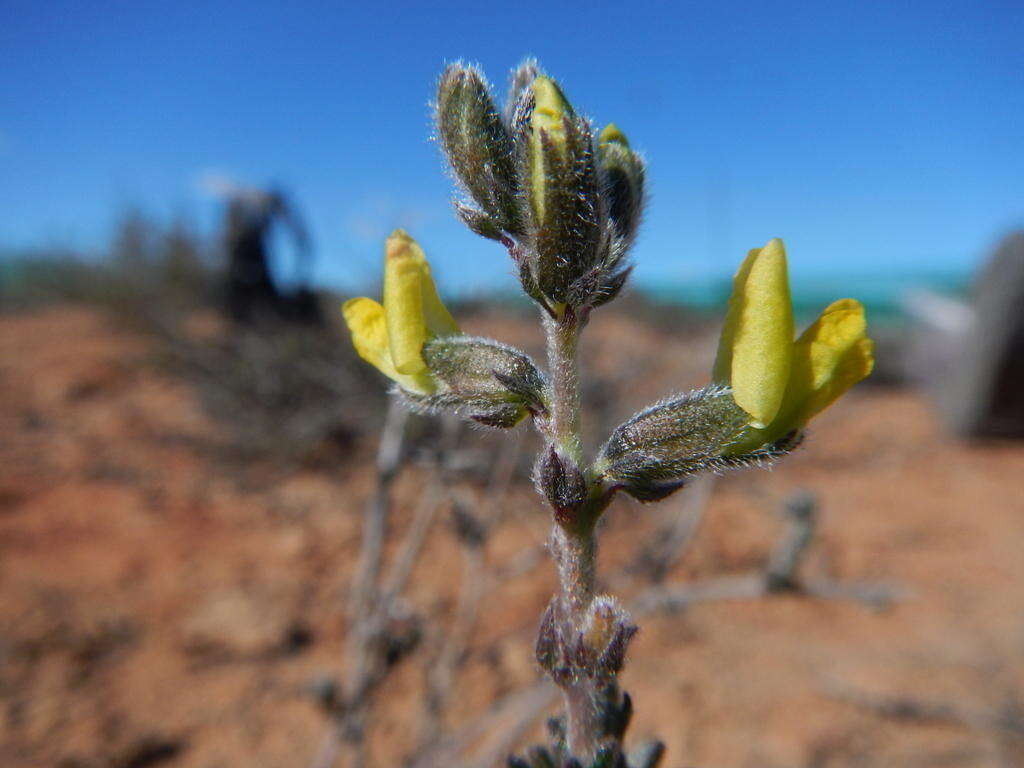 Image of Melolobium aethiopicum (L.) Druce