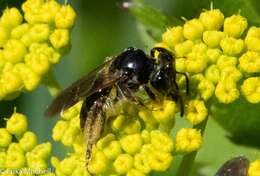 Image of Andrena integra Smith 1853