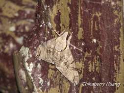 Image of Gray hawk moth