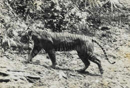 Image of Javan Tiger