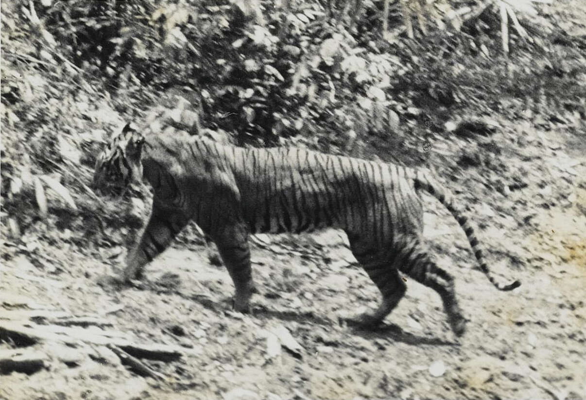 Image of Javan Tiger