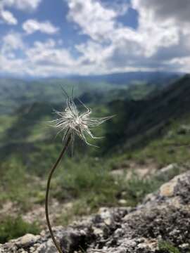 صورة Pulsatilla albana (Steven) Berchtold & J. Presl