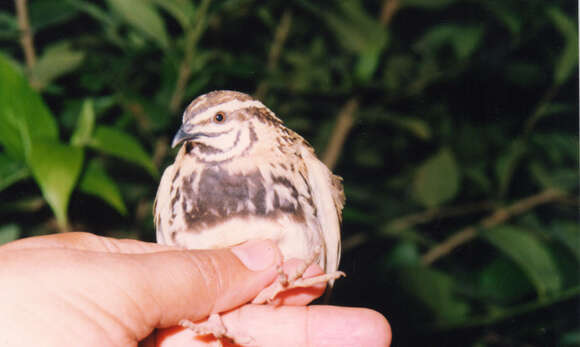 Imagem de Coturnix coromandelica (Gmelin & JF 1789)