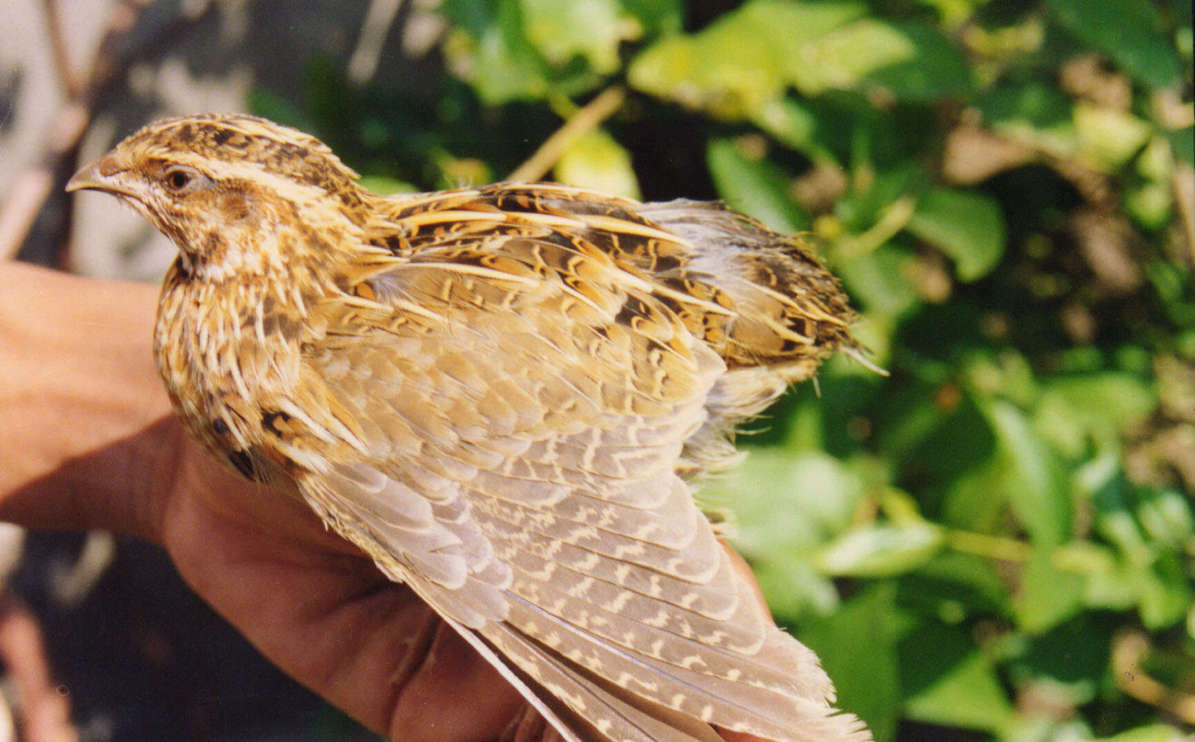 Image of Rain Quail