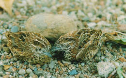 Image of Barred Buttonquail