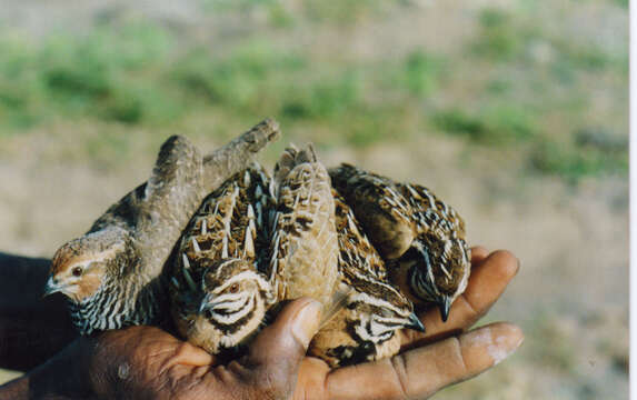 Imagem de Coturnix coromandelica (Gmelin & JF 1789)