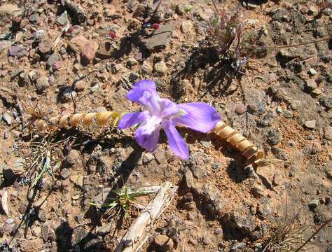 Image of Moraea pritzeliana Diels