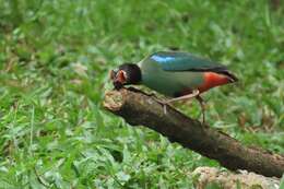Image of Hooded Pitta