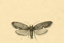 Image of Lampronia aeripennella