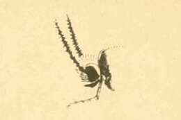 Image of Lampronia aeripennella