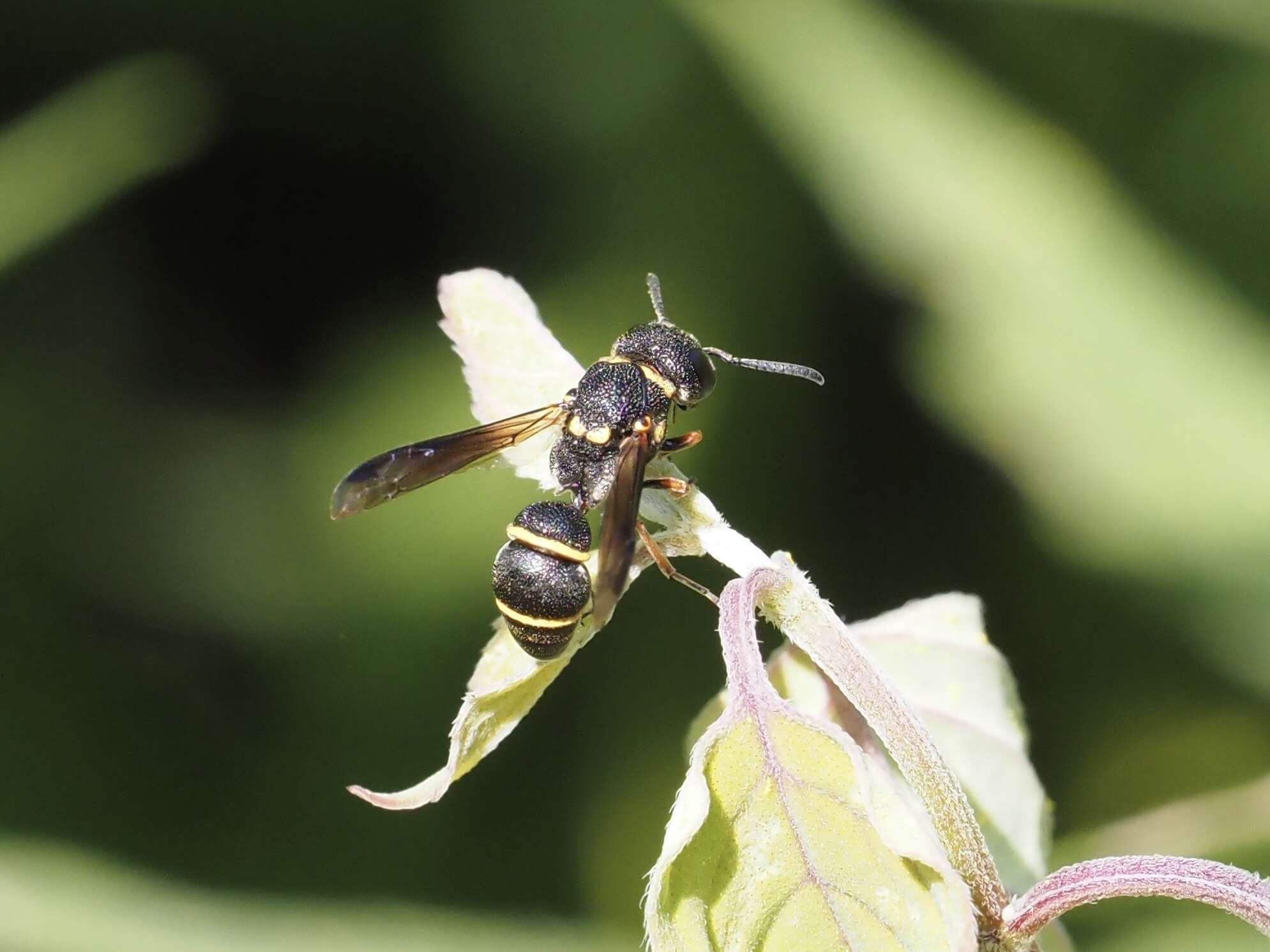 Image of Cyrtolabulus mutinensis Gusenleitner 2006