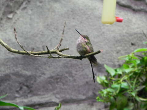 Image of Green-tailed Trainbearer