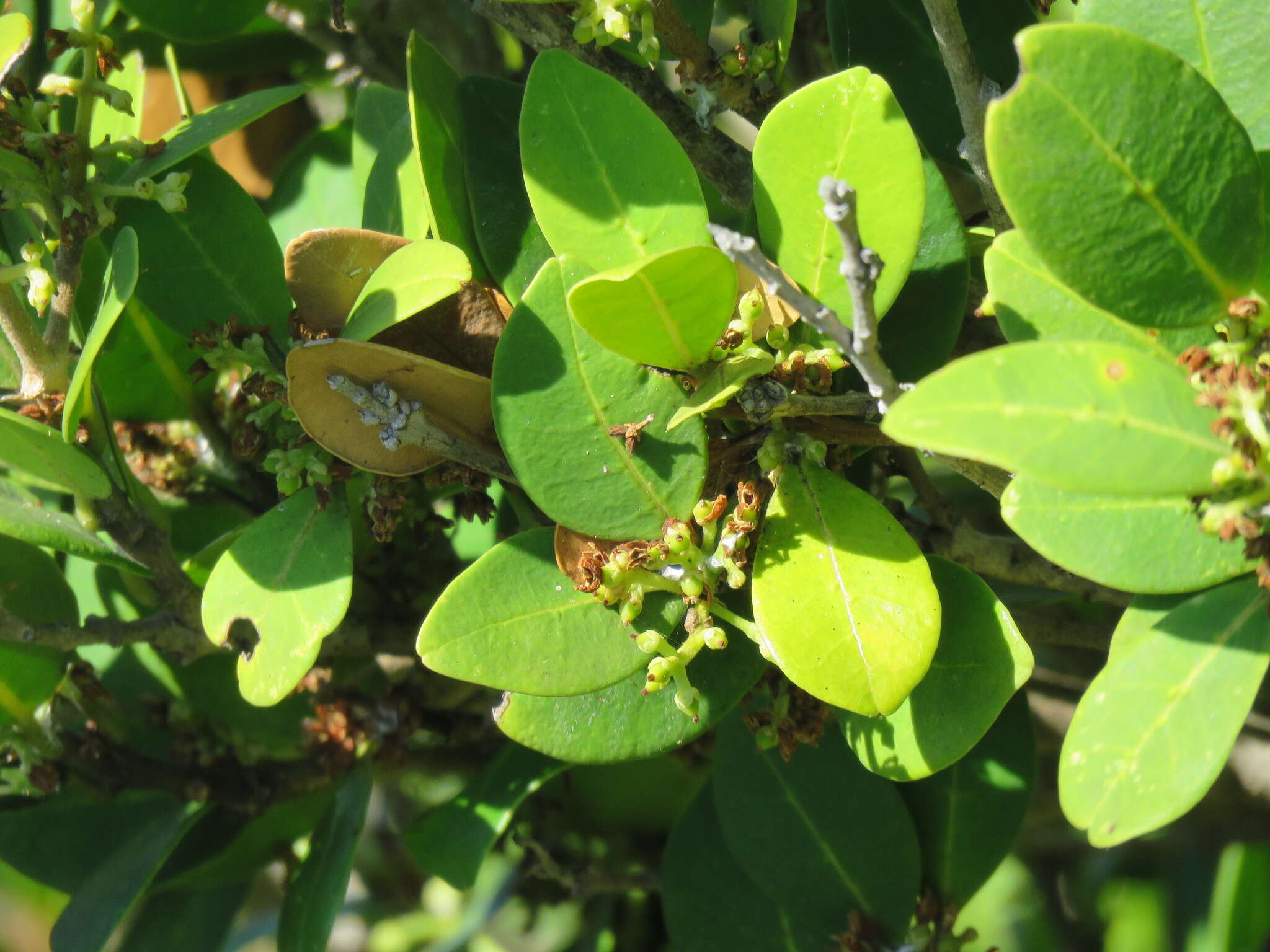 Image of Chionanthus foveolatus subsp. foveolatus