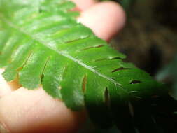 Imagem de Pteris grevilleana Wall. ex Agardh