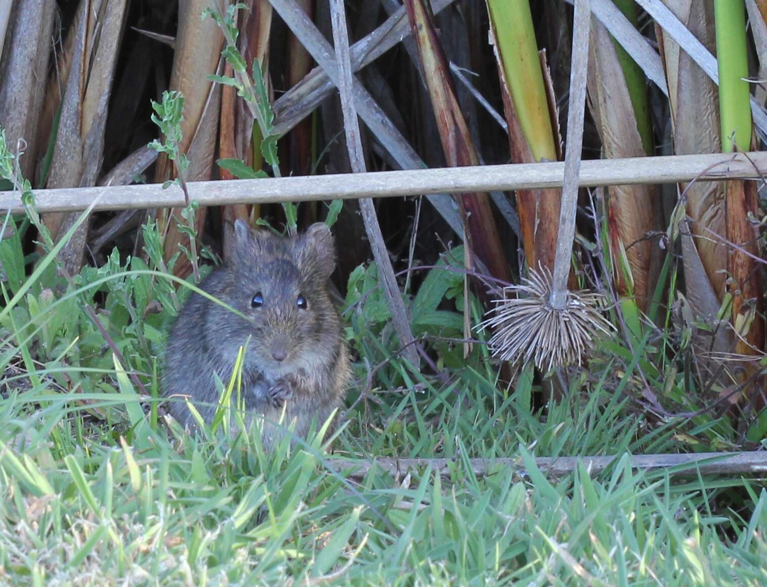 Image of Southern African Vlei Rat