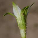 Image of Romulea flava var. viridiflora (Bég.) M. P. de Vos