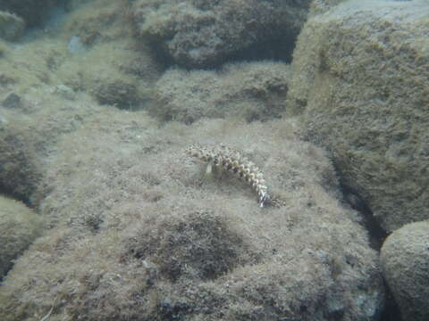 Image of Parapercis millepunctata