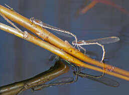 Image of Common Winter Damsel