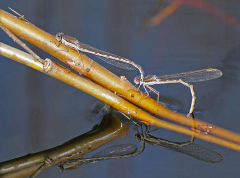 Image of Common Winter Damsel