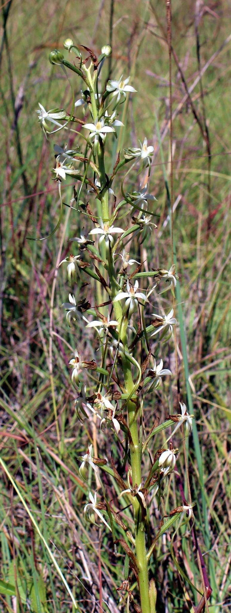 Image of Habenaria caffra Schltr.