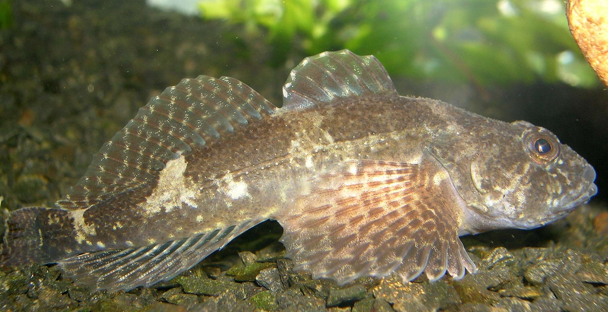 Image of Bullhead