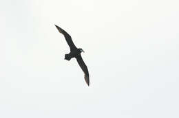 Image of Spectacled Petrel