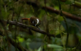 Image of Streaked Tuftedcheek