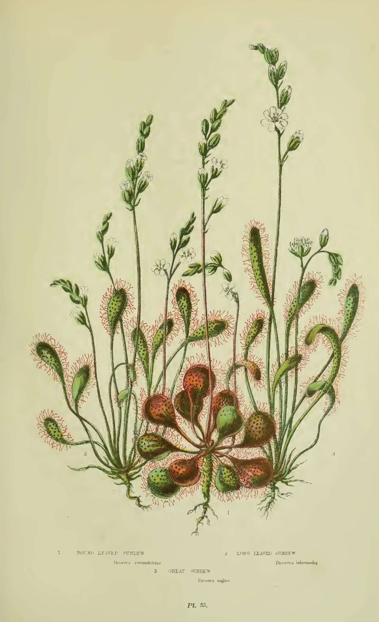 Image of Common Sundew