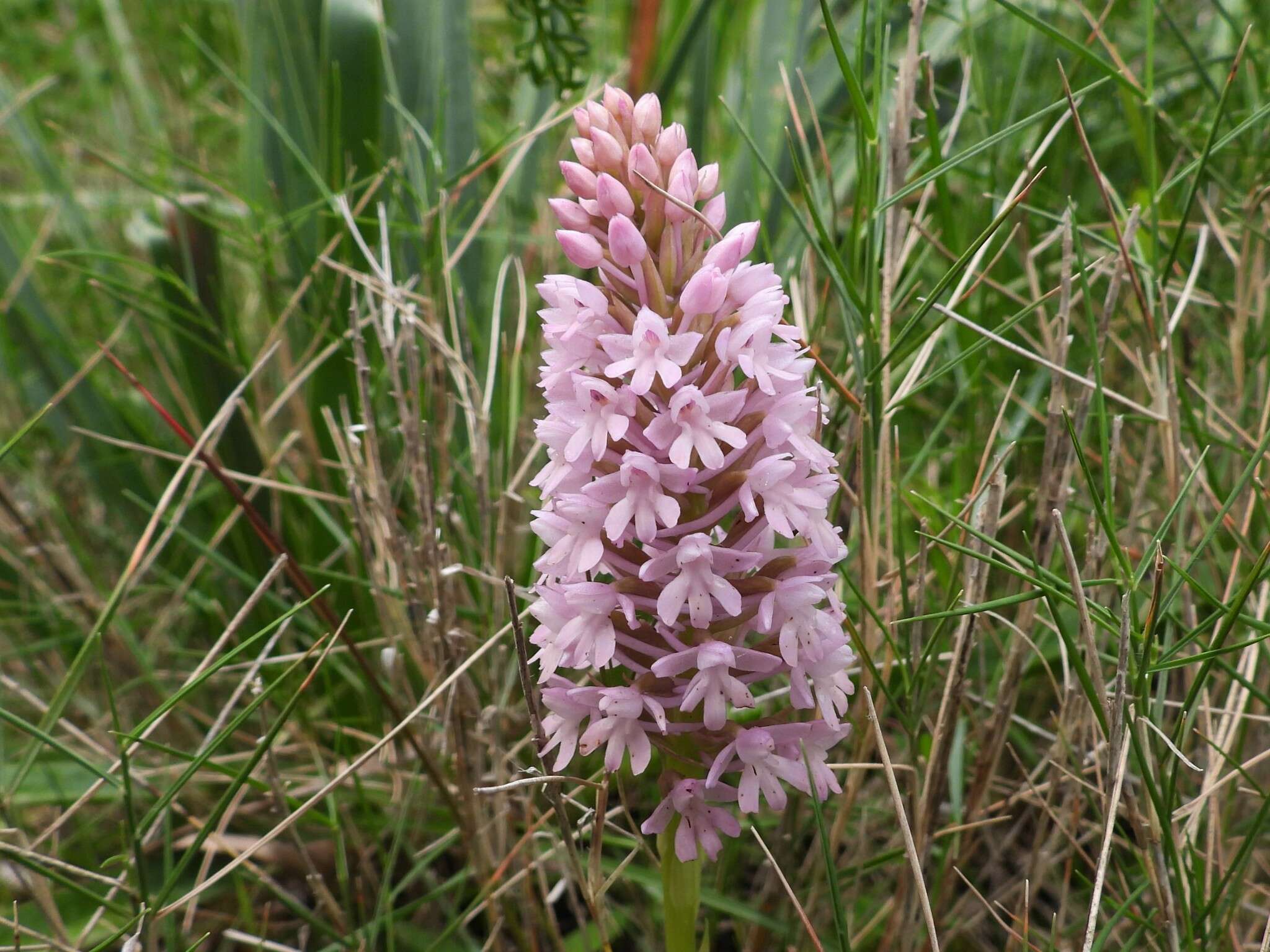 صورة Anacamptis pyramidalis var. urvilleana (Sommier & Caruana) Schltr.