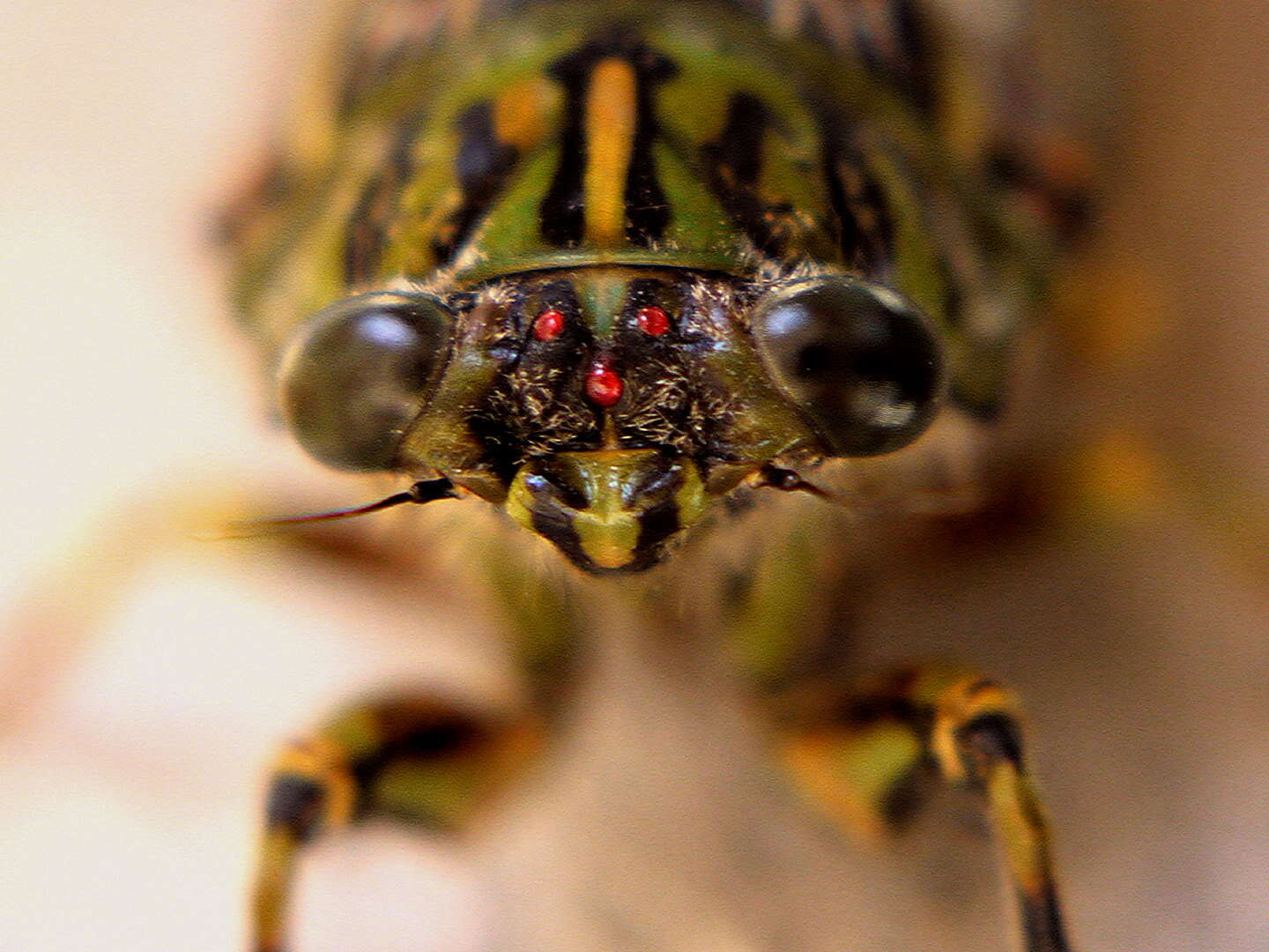 Image of chorus cicada