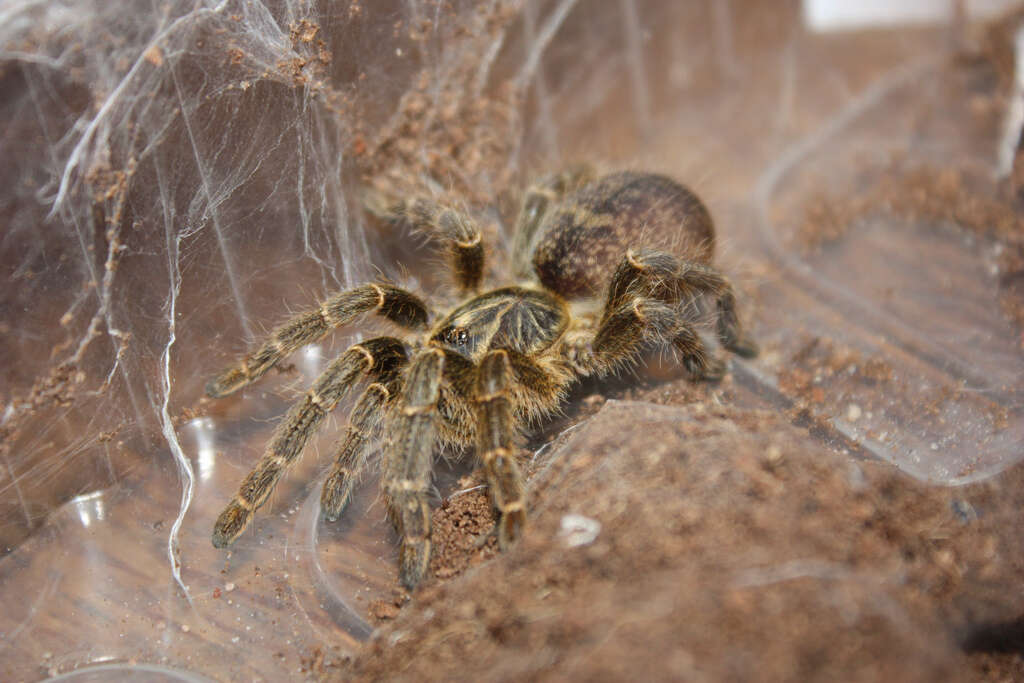 Image of Killimanjaro Baboon Tarantula