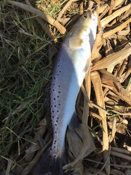 Image of Seatrout