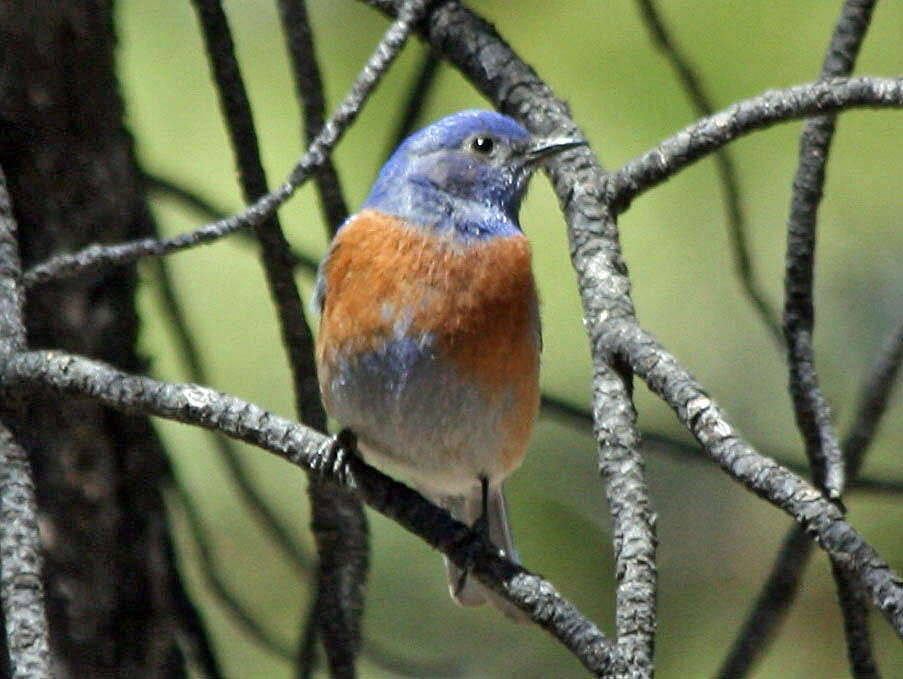 Image of Western Bluebird