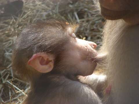 Image of hamadryas baboon