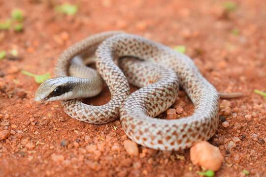 Image of Rufous Beaked Snake