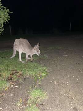 Image of Macropus giganteus giganteus Shaw 1790