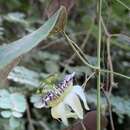 Image of Passiflora misera Kunth