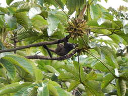 Image of Black-mantled tamarin