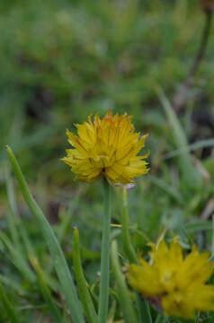 Image of Allium atrosanguineum Schrenk