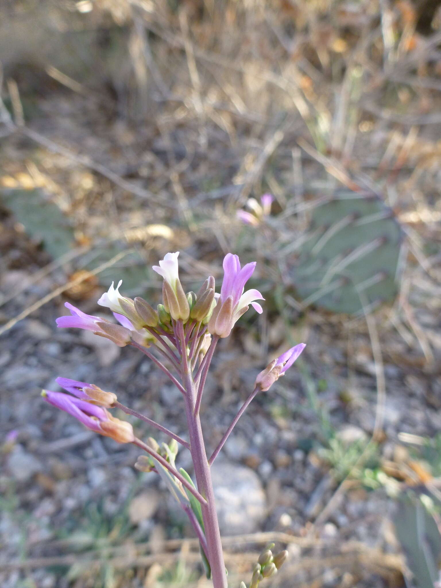 Image of Boechera porphyrea (Wooton & Standl.) Windham, Al-Shehbaz & P. Alexander