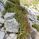 Image of American Alpine Lady Fern